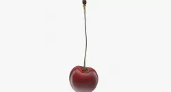 Cherry 3d model