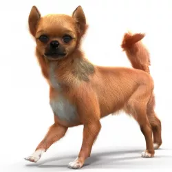 Chihuahua Rigged 3d model