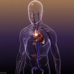 Circulatory System Anatomy in a Human Body 3d model