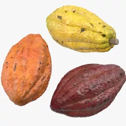 Cocoa Fruits Set 3d model