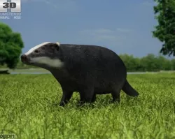 Common Badger (Meles Meles Meles) 3d model