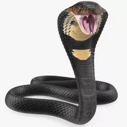 Dark Skin Cobra Attacking Pose 3d model