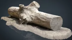 Dead trunk 3 3d model