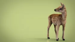 DEER 3d model