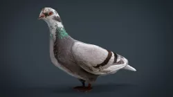 Dove 3d model