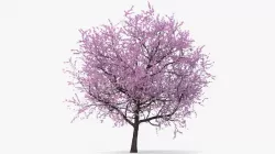 Flowering Cherry Tree 3d model