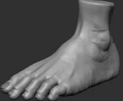 Foot 3d model