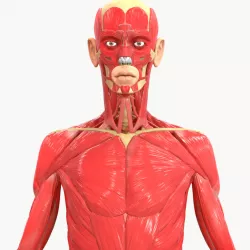 Full Body Muscle Anatomy 3d model