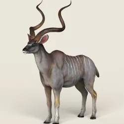Game Ready Realistic Kudu Antelope 3d model