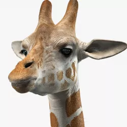 Giraffe 3d model