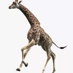 Giraffe (Animated) (2) 3d model