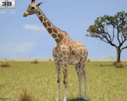 Giraffe (Giraffa Camelopardalis)  3d model
