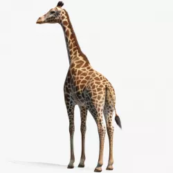 Giraffe Standing Pose Fur 3d model