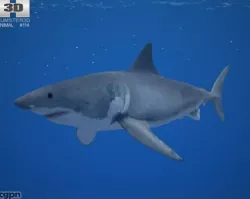 Great White Shark (Carcharodon Carcharias) 3d model