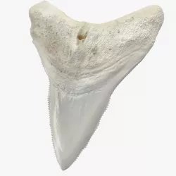 Great White Shark Tooth Bone 3d model