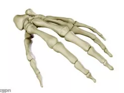 Hand Skeleton 3d model