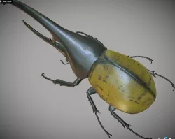 Hercules Beetle 3d model