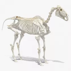 Horse Skeleton 3d model