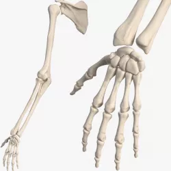 Human Arm Skeleton 3d model