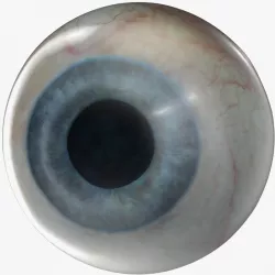 Human Eye 3d model