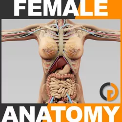 Human Female Anatomy - Body, Skeleton and Internal Organs 3d model