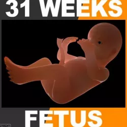 Human Fetus 31 Weeks 3d model