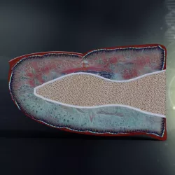 Human Finger Anatomy 3d model
