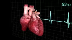 Human heart animated 3d model