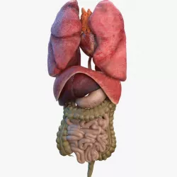 Human Internal Organs 3d model