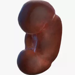 Human Kidney 3d model