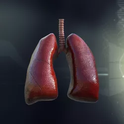 Human Lungs Anatomy 3d model