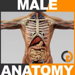 Human Male Anatomy - Body, Skeleton and Internal Organs 3d model