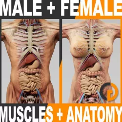 Human Male and Female Anatomy - Body, Muscles, Skeleton and Internal Organs 3d model