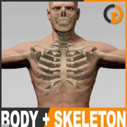 Human Male Body and Skeleton - Anatomy 3d model