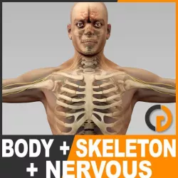Human Male Body, Nervous System and Skeleton - Anatomy 3d model