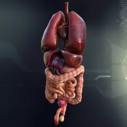 Human Male Internal Organs Anatomy 3d model