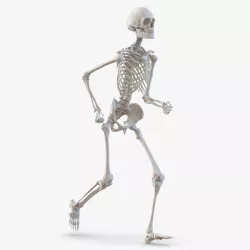 Human Male Skeleton Running Pose 3d model