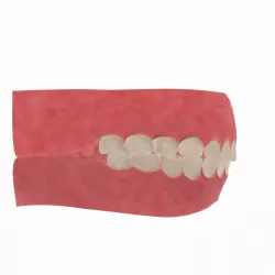 Human Mouth 3d model