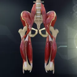 Human Pelvis Muscle Bone Anatomy 3d model