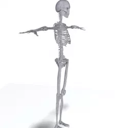 Human Skeleton 3d model