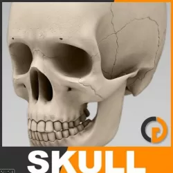 Human Skull - Anatomy 3d model