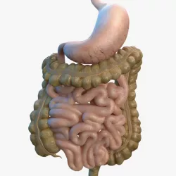 Human Stomach Small Inestines and Colon 3d model