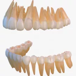 Human Teeths 3d model