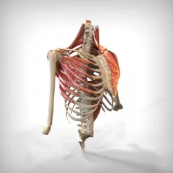 Human Upper skeletal and Connecting Muscles 3d model