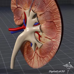 Kidney Anatomy Half 3d model