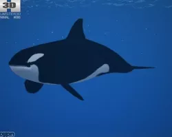 Killer Whale (Orcinus Orca) 3d model