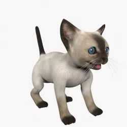 Kitten Siamese 3d model