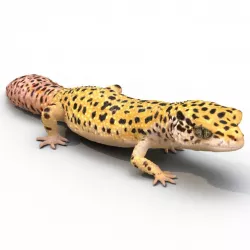 Leopard Gecko Walking Pose 3d model