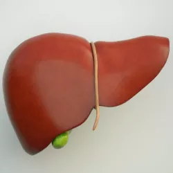 Liver Human Anatomy 3d model