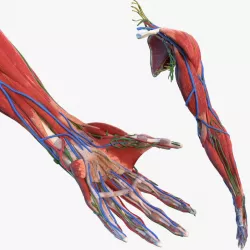 Male Arm Full Anatomy 3d model
